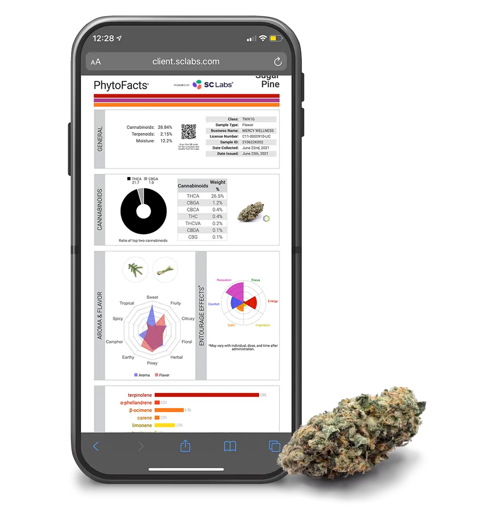 PhytoFacts on mobile with cannabis flower